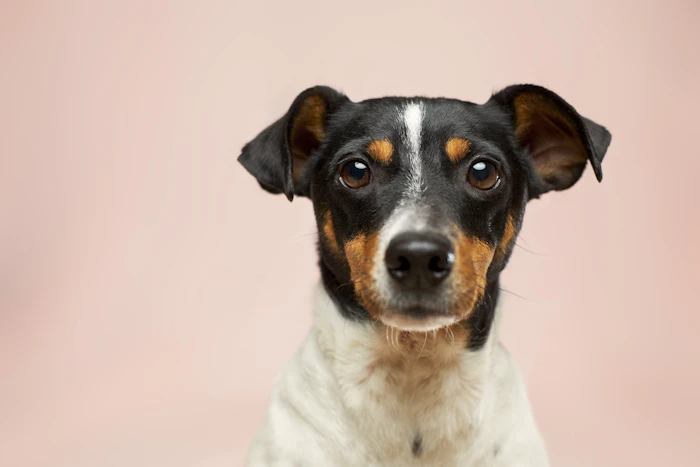 A smiling dog being cared for at home-based dog boarding in DC